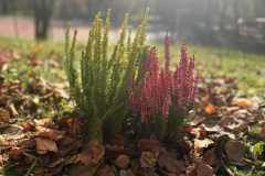 24ed0d69-d6be-443a-bba8-59caff5ae25a