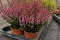 99aa5456-4b9b-44c5-bde3-10ce7a673122